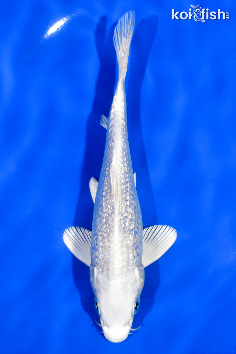 6.5" GINRIN PLATINUM OGON