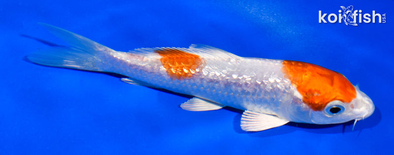 5" GINRIN HARIWAKE