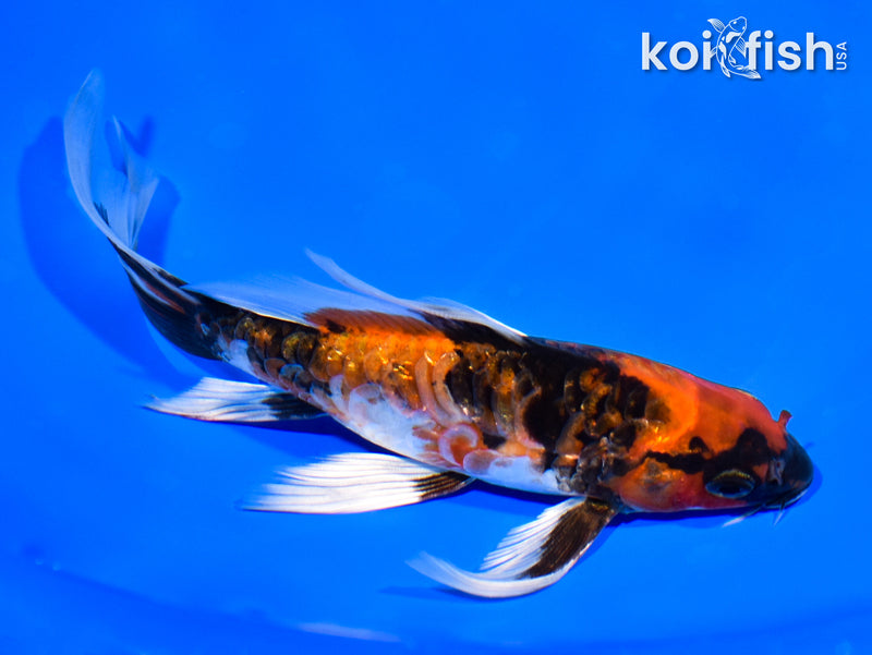 7.25" GINRIN ARAGOKE HI SHOWA BUTTERFLY