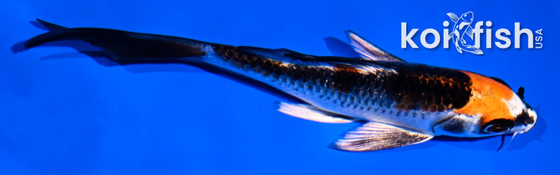 5" BENI GINGA BUTTERFLY