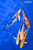 PACK OF (5) 4-5" BUTTERFLY PACK