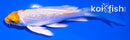 4" GINRIN LEMON HARIWAKE BUTTERFLY