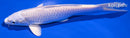 6.25" PLATINUM OGON