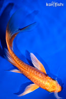 5.5" ORENJI OGON BUTTERFLY