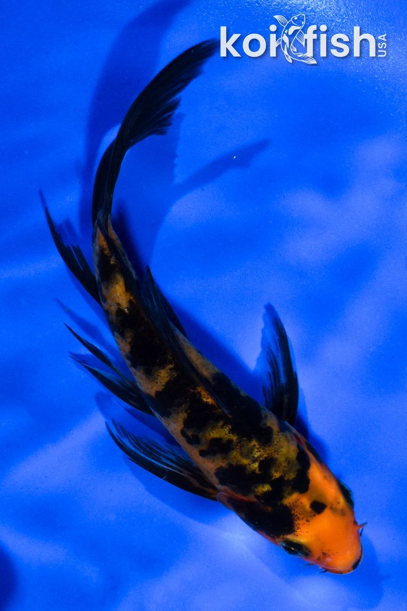 5" AKA BEKKO BUTTERFLY