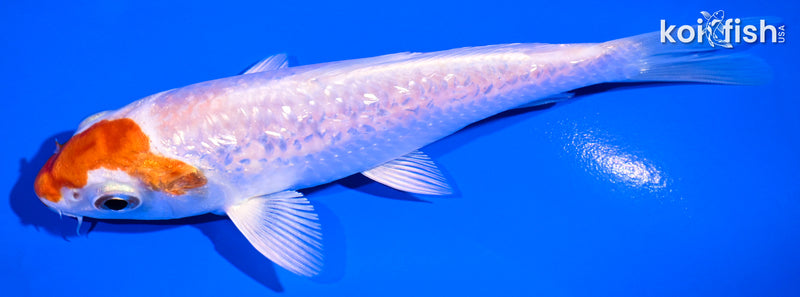 5.25" GINRIN HARIWAKE