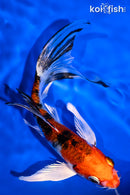 6" YAMATO NISHIKI BUTTERFLY