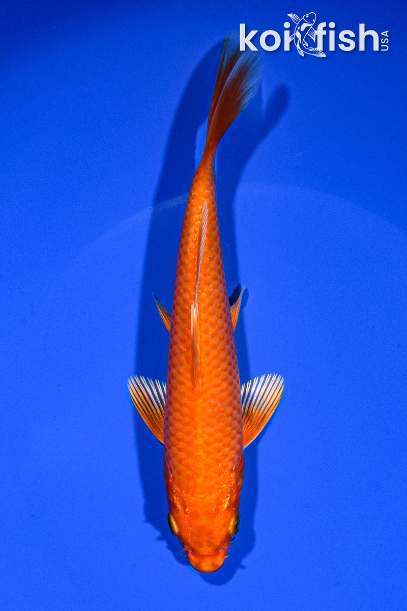 6" ORENJI OGON