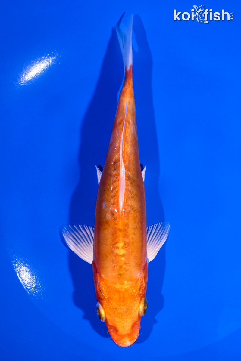 6.5" KIKUSUI