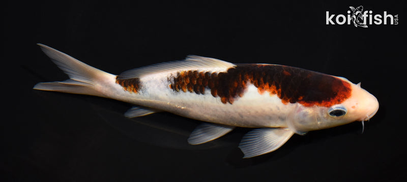 7.25" GOROMO