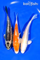 6.25 - 6.5" PACK (3) STANDARD KOI