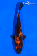 5" HI UTSURI