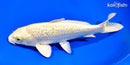 9.25" GINRIN YAMABUKI OGON