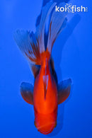 5.25" ORANDA GOLDFISH