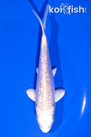 5.75" GINRIN PLATINUM OGON