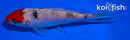 4" TANCHO SANKE