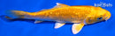 6" GINRIN YAMABUKI OGON