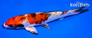 6" YAMATO NISHIKI