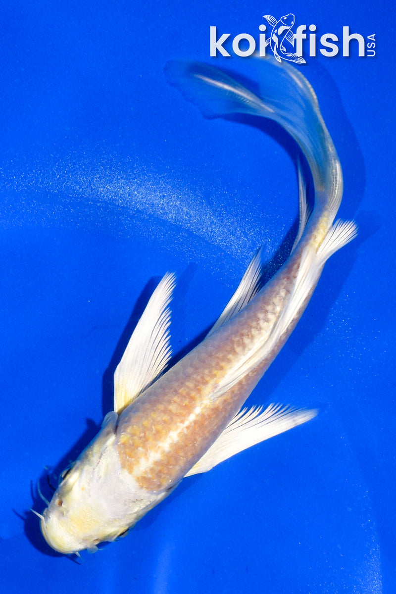 5" YAMABUKI OGON BUTTERFLY