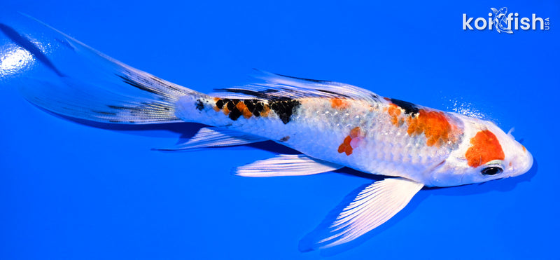 5.5" YAMATO NISHIKI BUTTERFLY