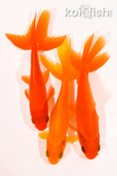 PACK OF (3) 4.5-4.75" WAKIN GOLDFISH