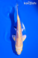 5" GINRIN YAMABUKI OGON