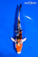 5" YAMATO NISHIKI