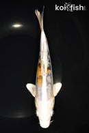 8.25" HEISEI NISHIKI