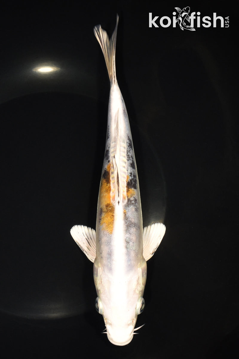 8.25" HEISEI NISHIKI