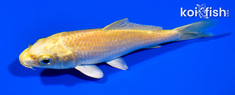 5" YAMABUKI OGON