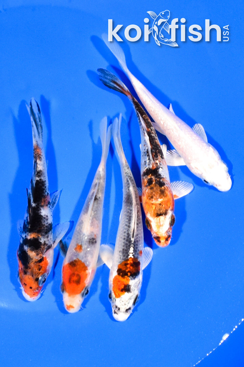 PACK OF (5) 3.75-4" STANDARD KOI