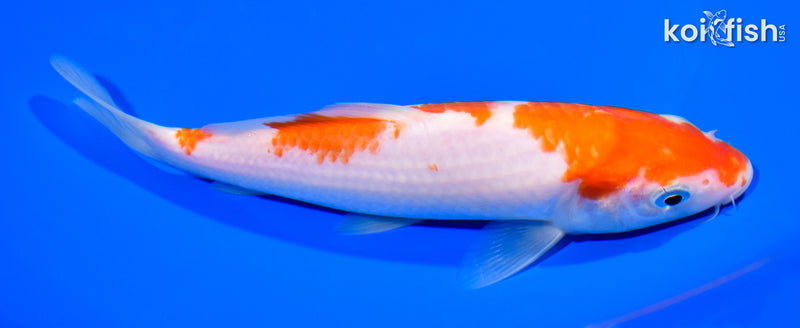 7.5" KOHAKU