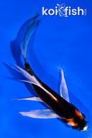 5" KUJAKU BUTTERFLY