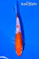 4" GINRIN KOHAKU