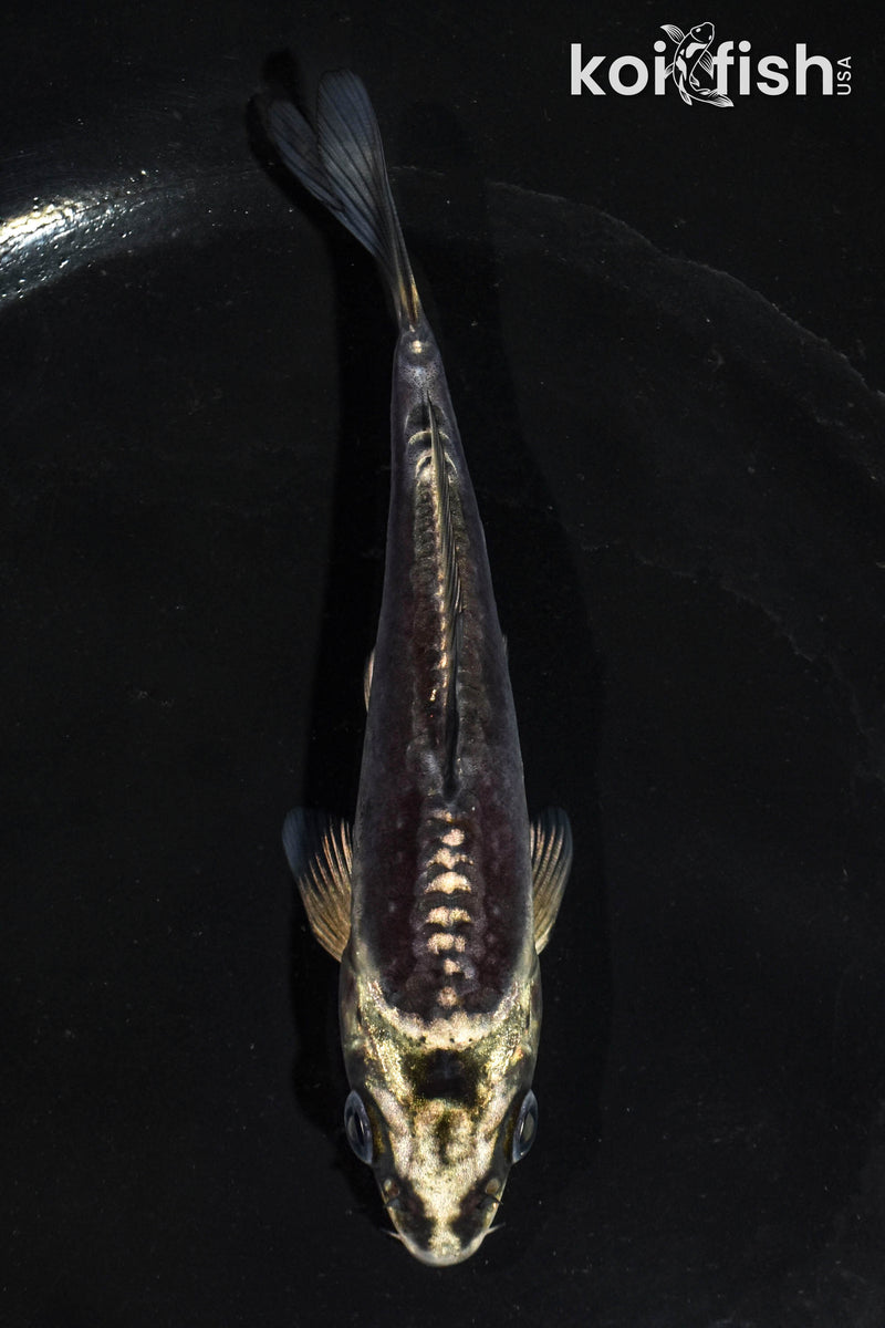 5" KIKOKURYU