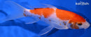 6.5" KOHAKU BUTTERFLY