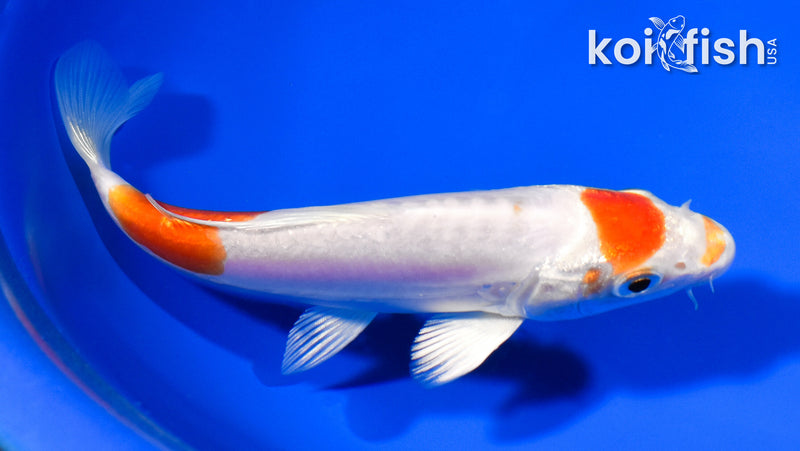 6.25" KIKUSUI