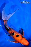 8.5" GINRIN AKA SANKE