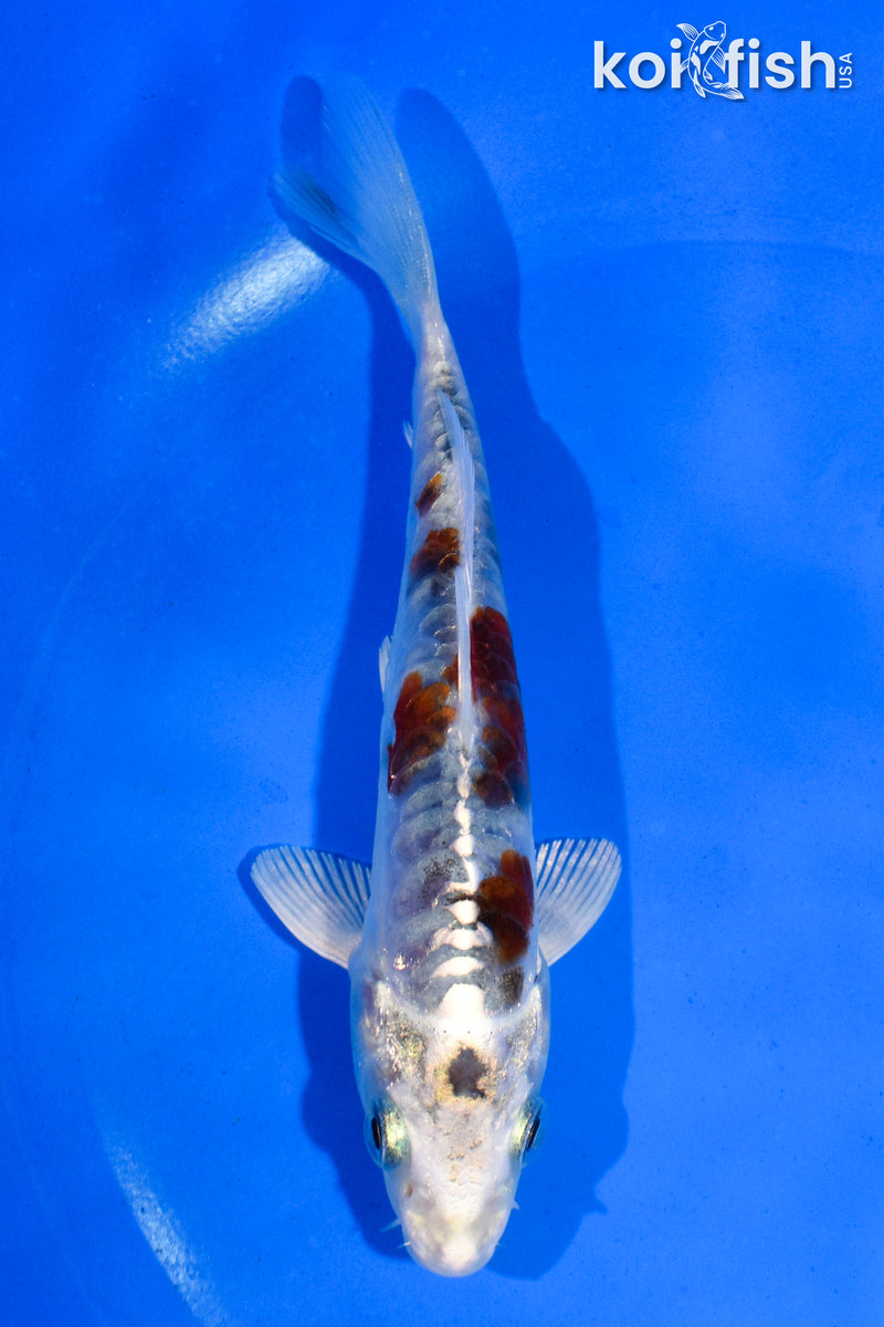 5" ARAGOKE HEISEI NISHIKI