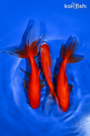PACK OF (3) 4.5-5" WAKIN GOLDFISH
