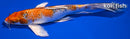9.5" YAMATO NISHIKI BUTTERFLY