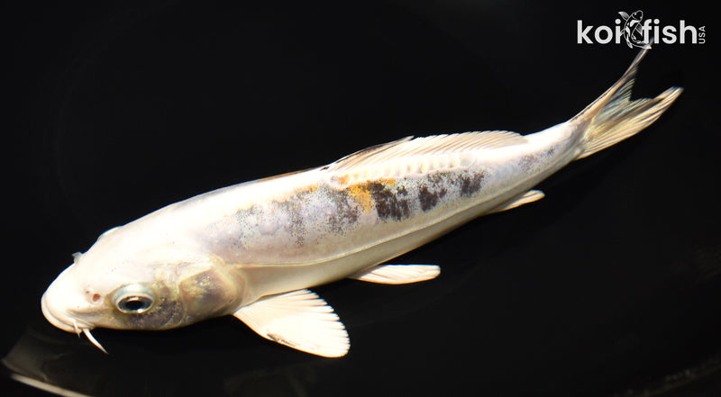 8.25" HEISEI NISHIKI