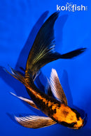 5.75" BENI KIKOKURYU BUTTERFLY