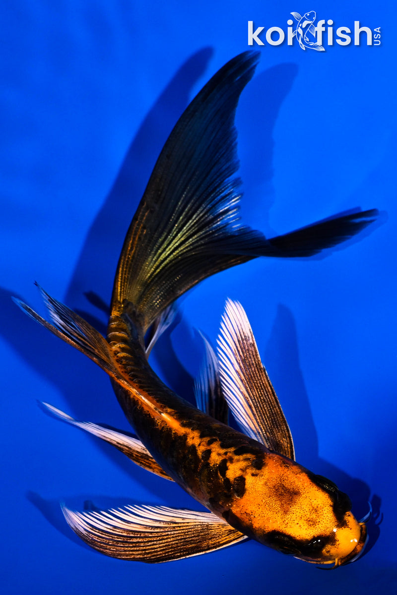 5.75" BENI KIKOKURYU BUTTERFLY