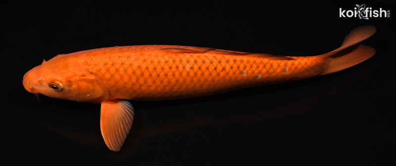 14.75" CHAGOI