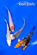 PACK OF (5) 4-4.25" STANDARD KOI