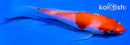 4.5" KOHAKU BUTTERFLY
