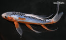 7.5" SHUSUI BUTTERFLY
