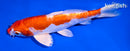7" KIKUSUI