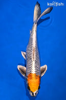 15" KUJAKU